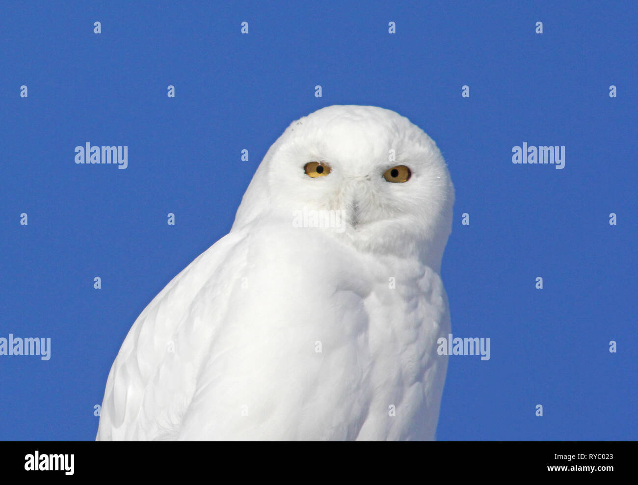 Birds of North America. Snowy Owl (Bubo scandiacus Stock Photo - Alamy