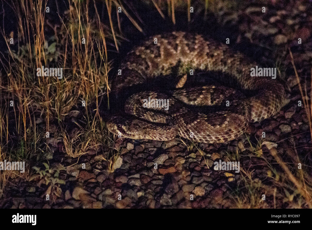 Texas diamond back rattlesnake hires stock photography and images Alamy