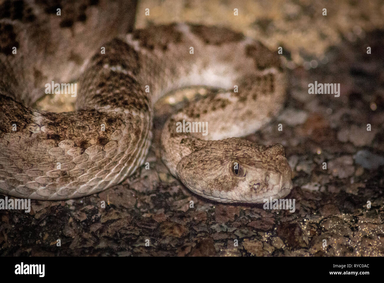 Rattlesnake ready to bite hi-res stock photography and images - Alamy