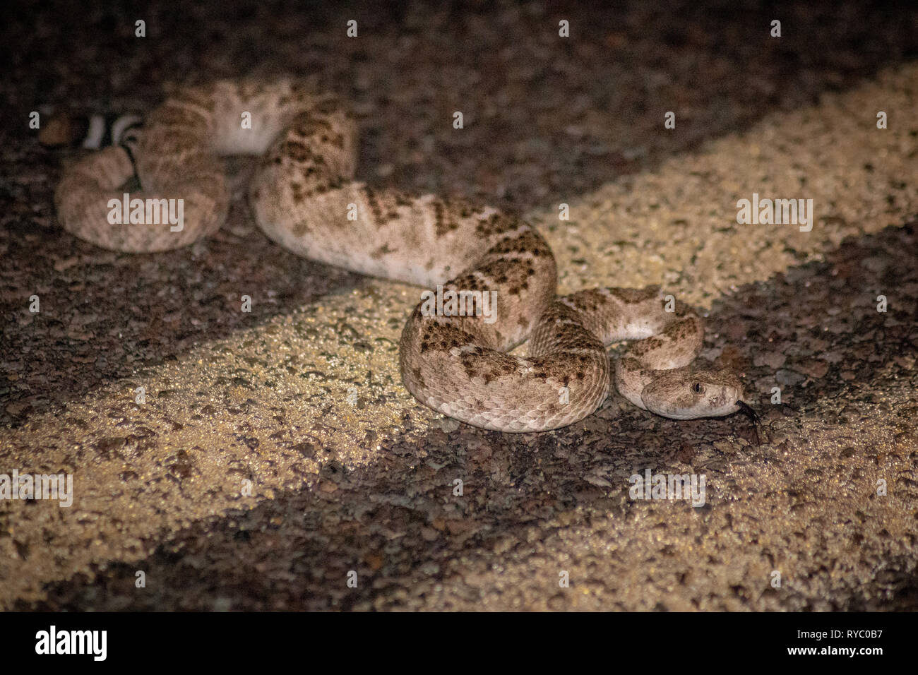 A deadly western diamondback rattlesnake is ready to strike while