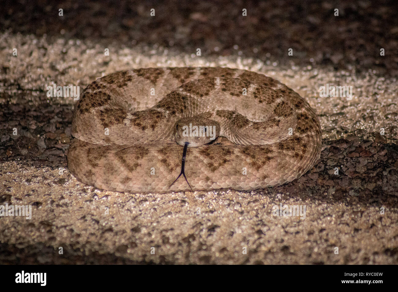 Rattlesnake ready to bite hires stock photography and images Alamy