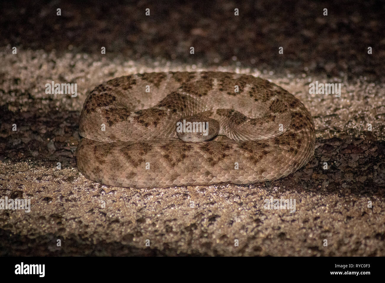 A deadly western diamondback rattlesnake is ready to strike while