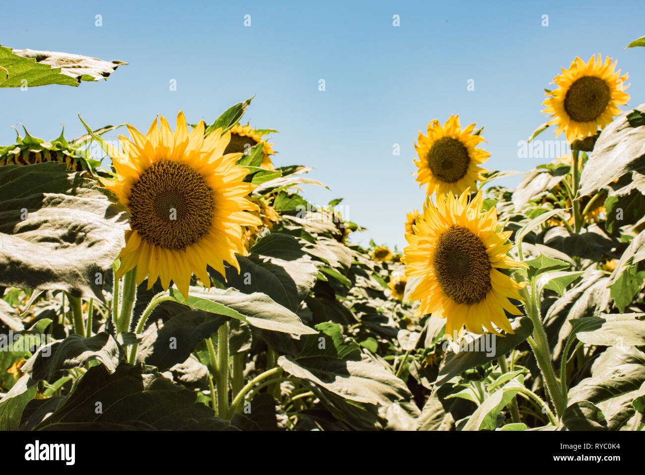 A field of sunflowers on a warm, sunny, California summer day Stock
