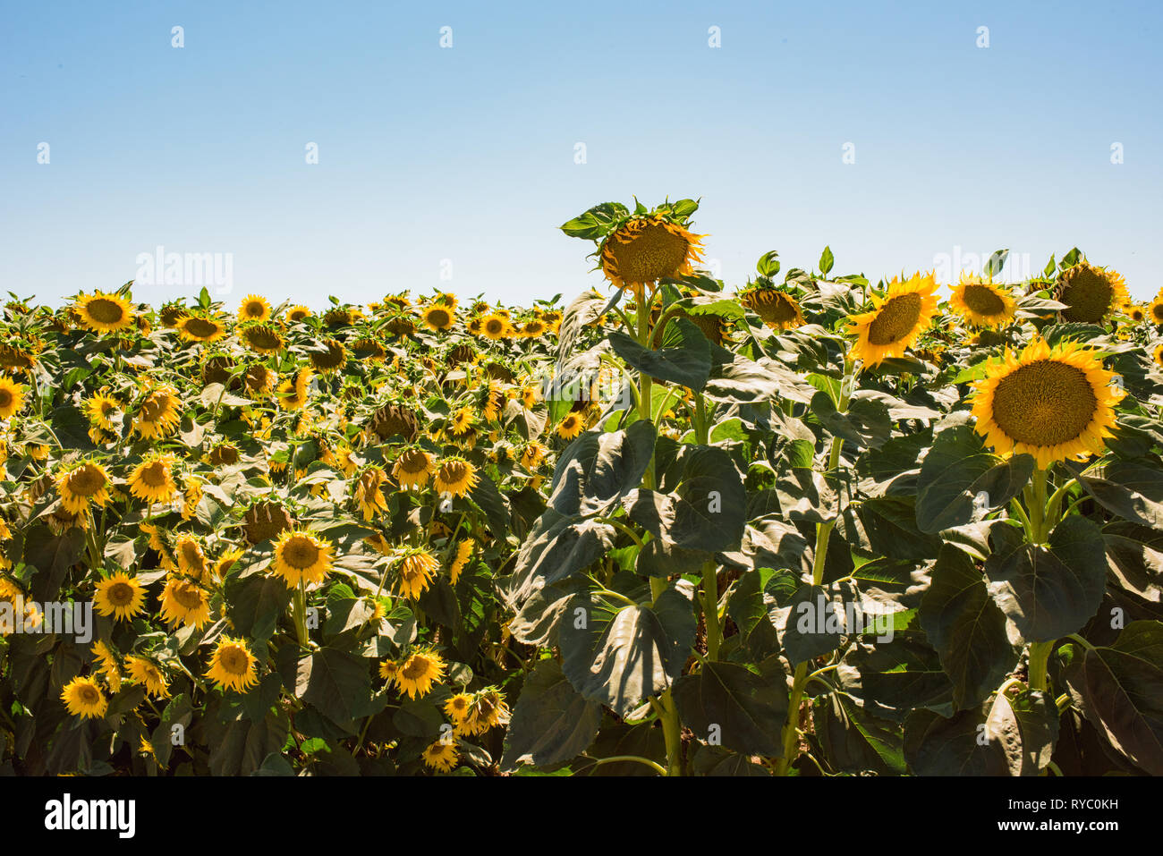 A field of sunflowers on a warm, sunny, California summer day Stock