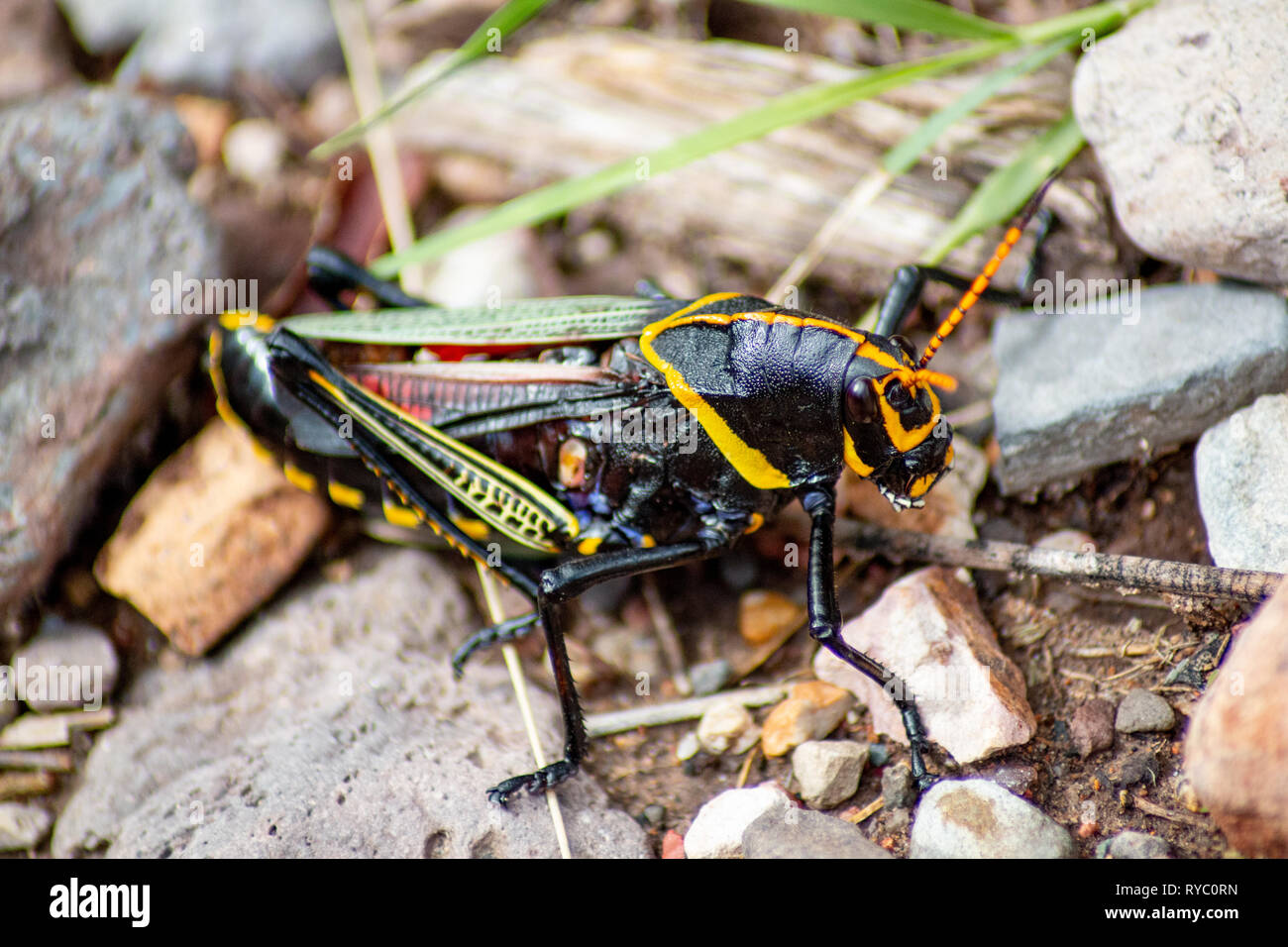 Texas High Resolution Stock Photography and Images Alamy