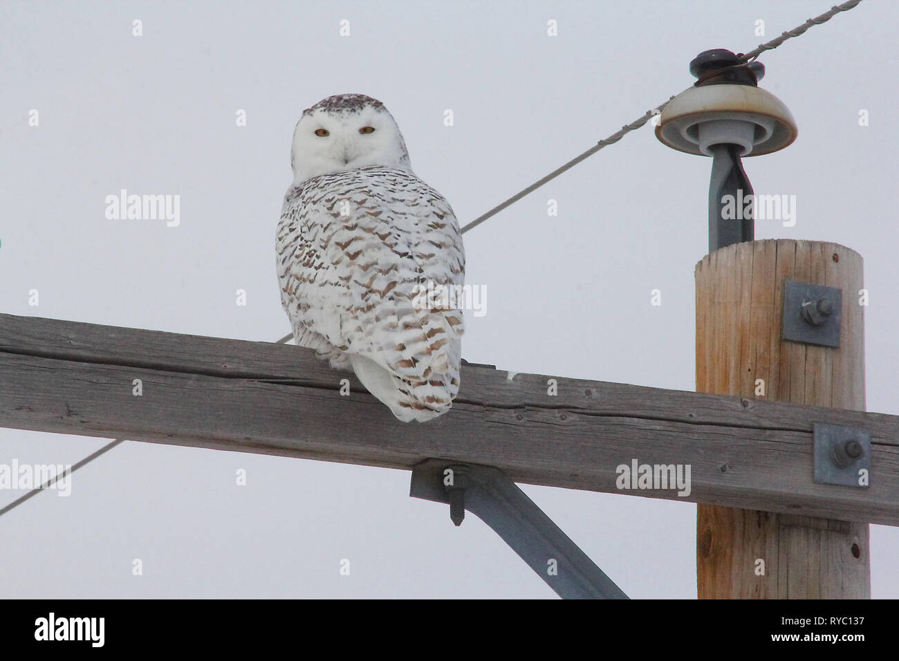 Birds of North America. Snowy Owl (Bubo scandiacus) Stock Photo