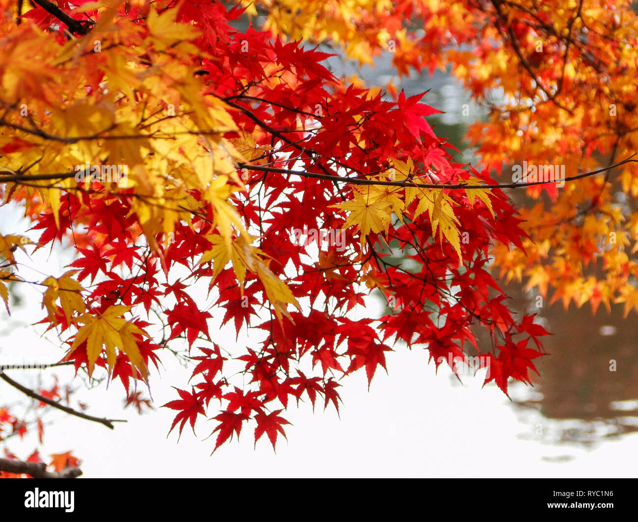 Autumn Park At Sunny Day In Tokyo Japan In Japan The Natural Phenomenon Is Called Koyo Or Momiji Meaning Red Leaf At Autumn Stock Photo Alamy Autumn Park At Sunny Day In Tokyo Japan In Japan The Natural Phenomenon Is Called Koyo Or Momiji Meaning Red Leaf At Autumn Stock Photo Alamy