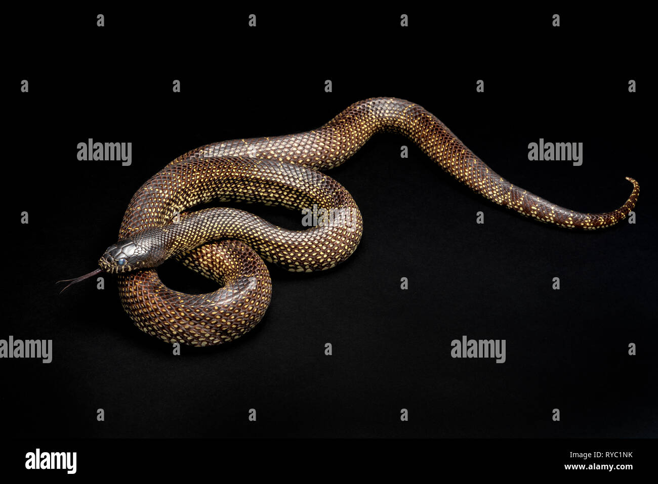 Desert Kingsnake -Lampropeltis splendida southwest snake non venomous Stock Photo