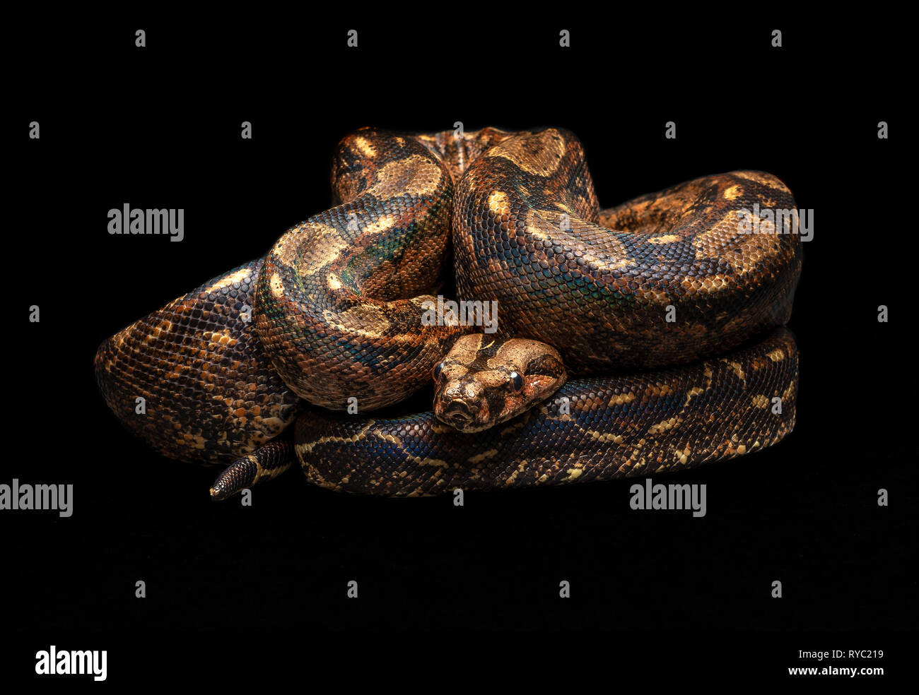 Mexican Boa - Boa imperator southwest snake non venomous Stock Photo