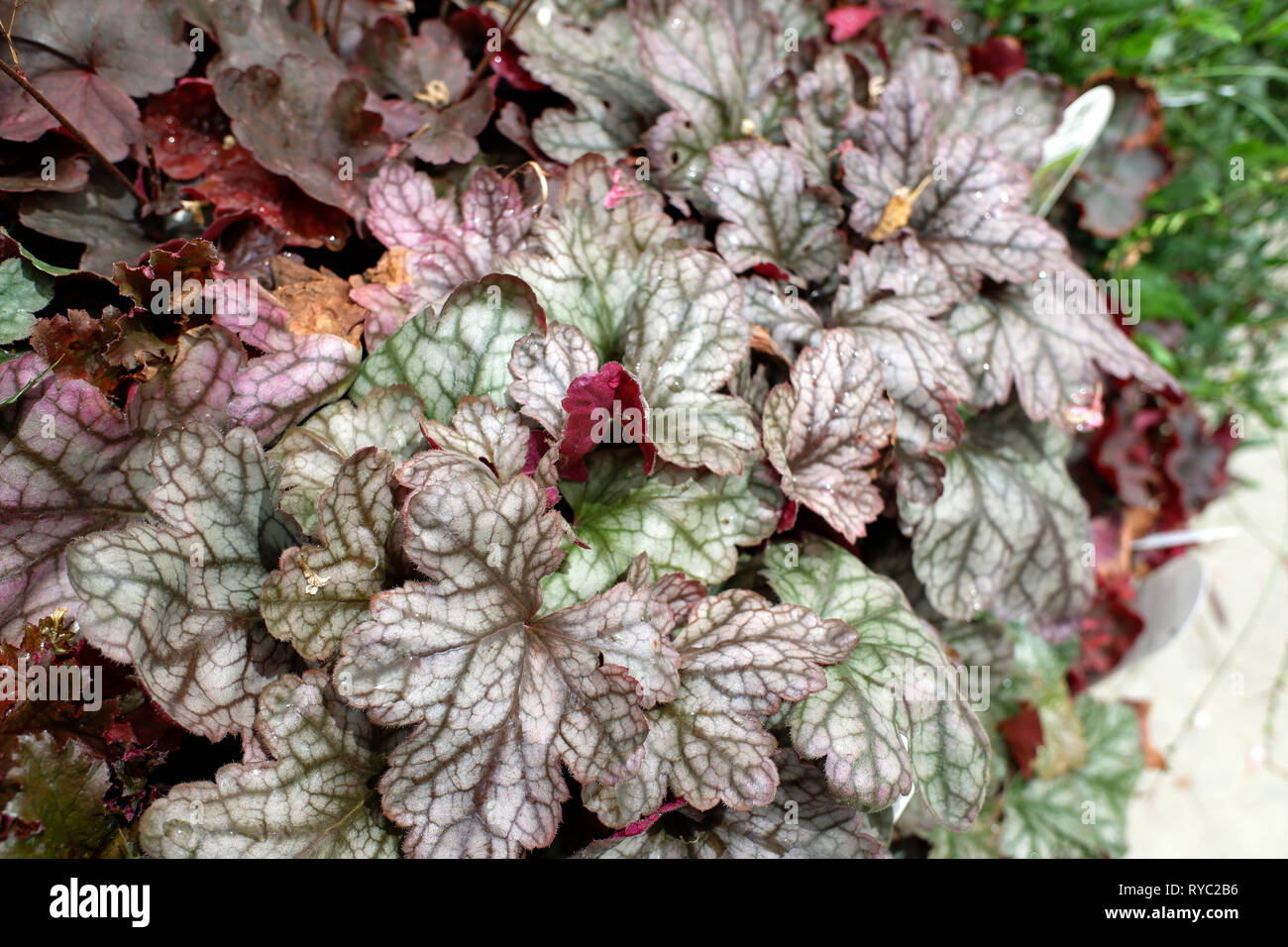 HEUCHERA PLANT, WITH STUNNING SILVER AND PINK LEAVES Stock Photo