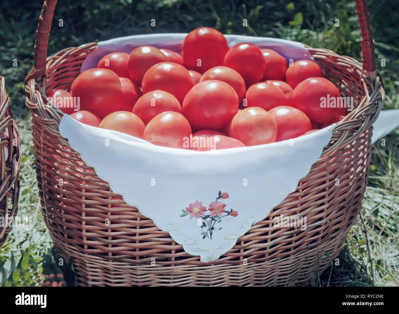 Fresh ripe tomatoes in a wicker basket Stock Photo - Alamy