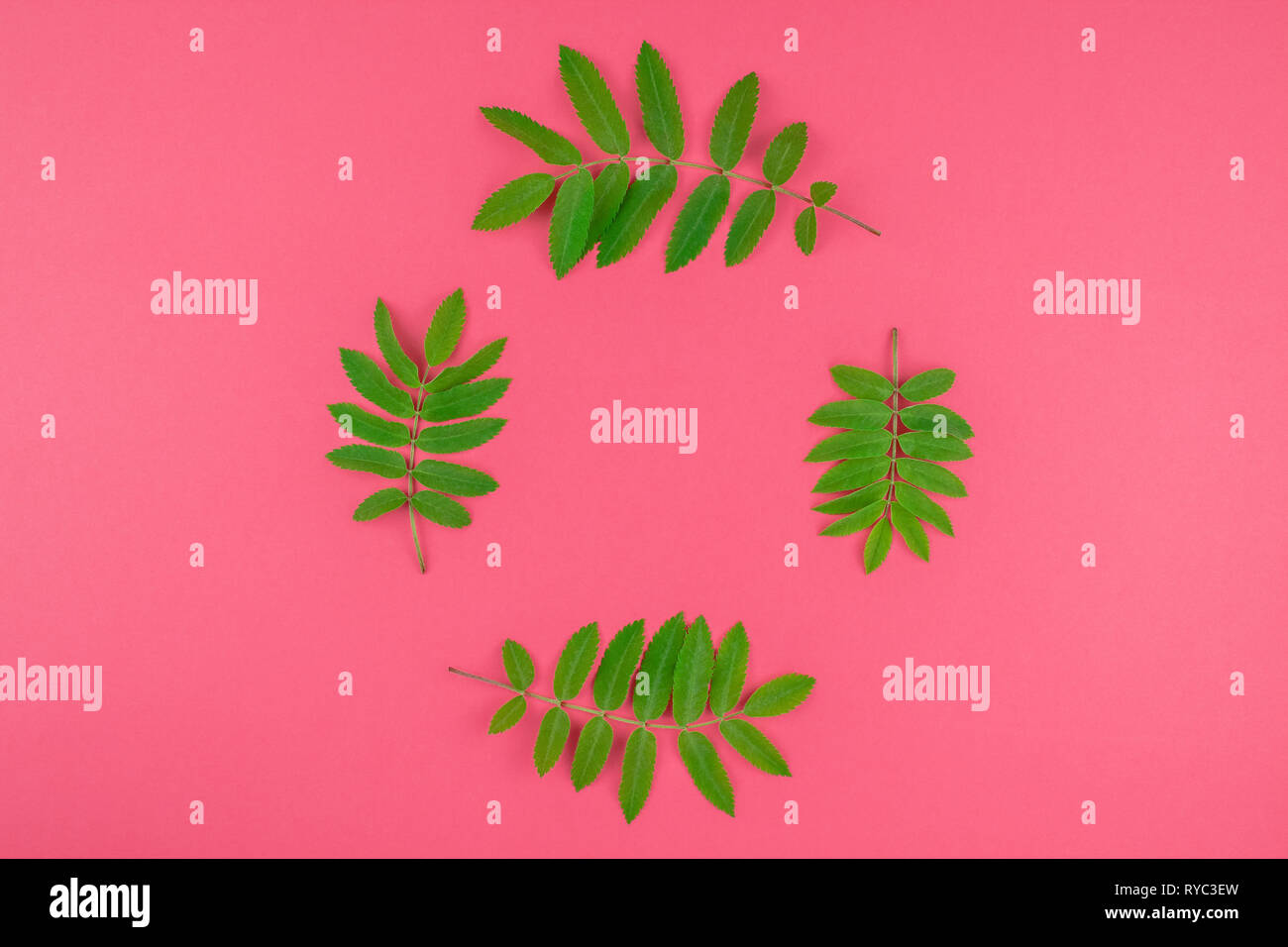 Creative flat lay top view pattern with fresh green rowan tree leaves ...