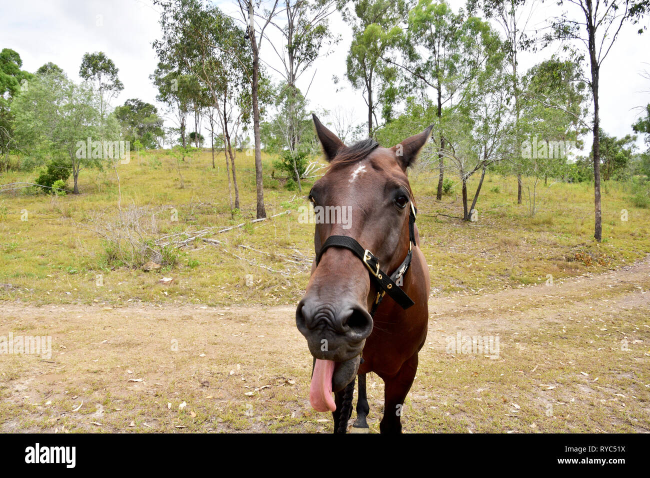 LAUGHING HORSE Stock Photo