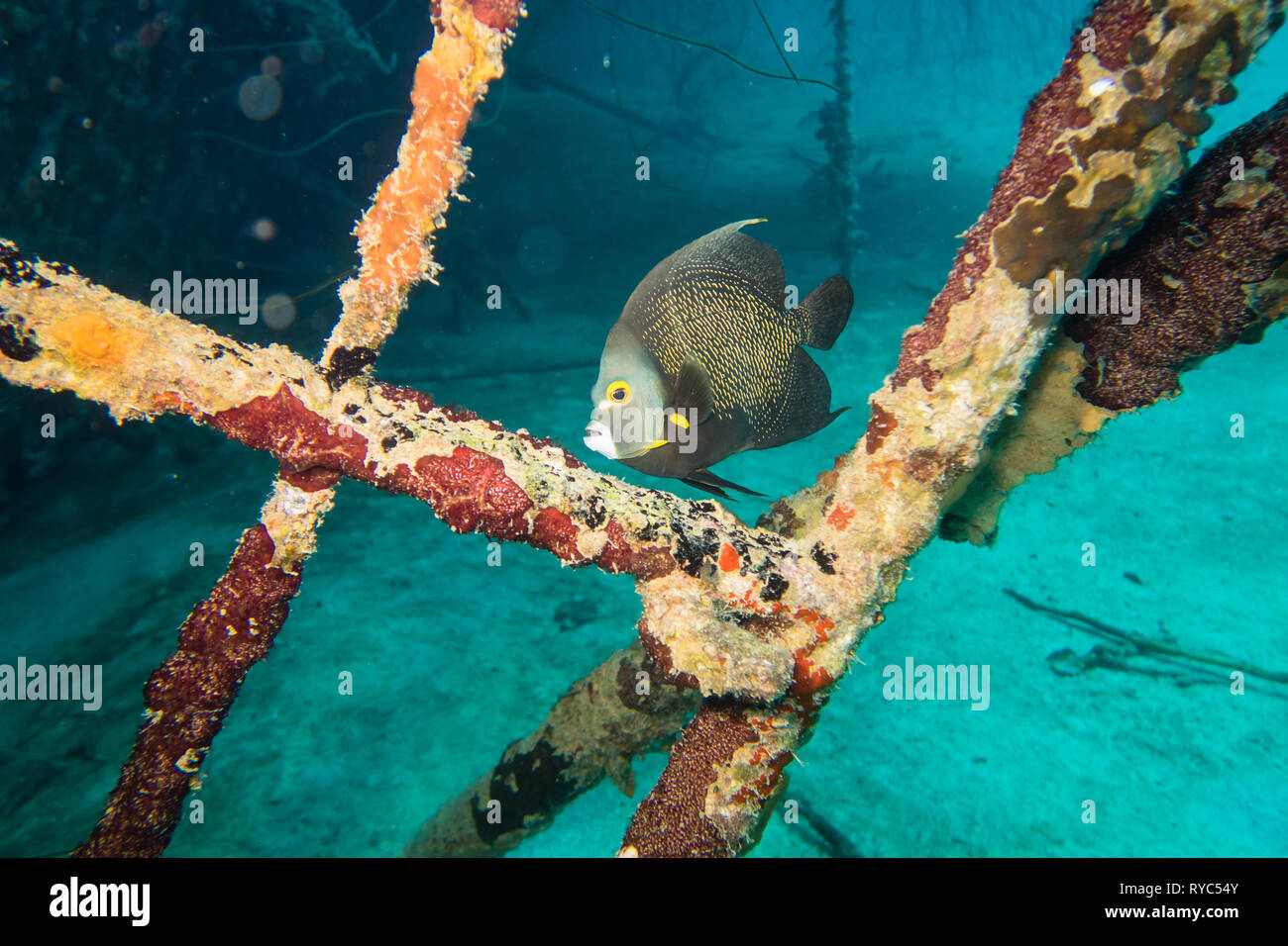 French angelfish (pomacanthus paru) hiding between poles on the deck on the underwater ship wreck Hilma Hooker sunken on the reef of tropical Bonaire Stock Photo