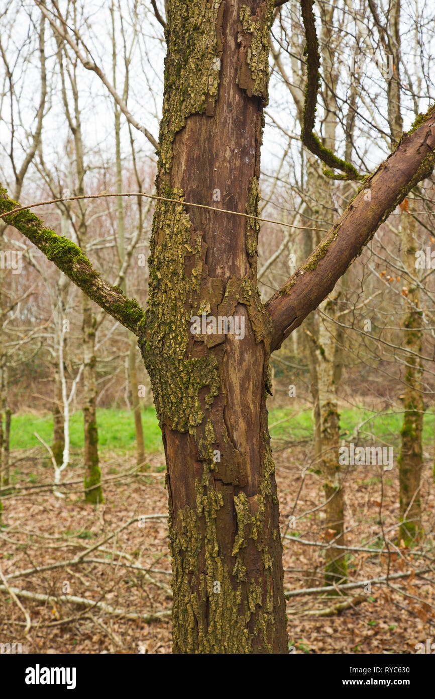 Grey squirrel bark stripping uk hires stock photography and images Alamy