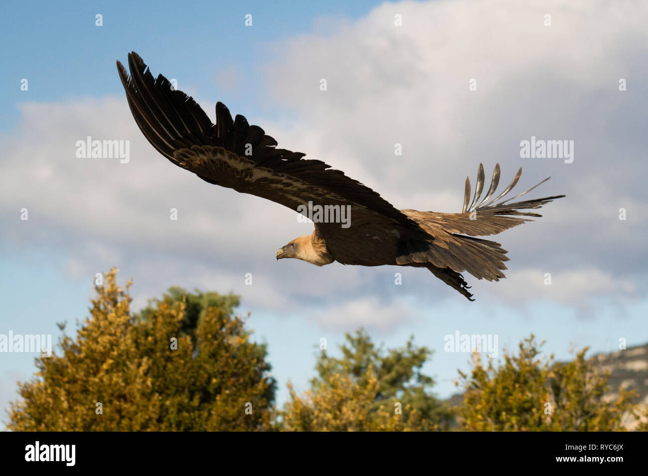 Griffon Vulture (Gyps fulvus) taking off. Lleida province. Catalonia. Spain. Stock Photo