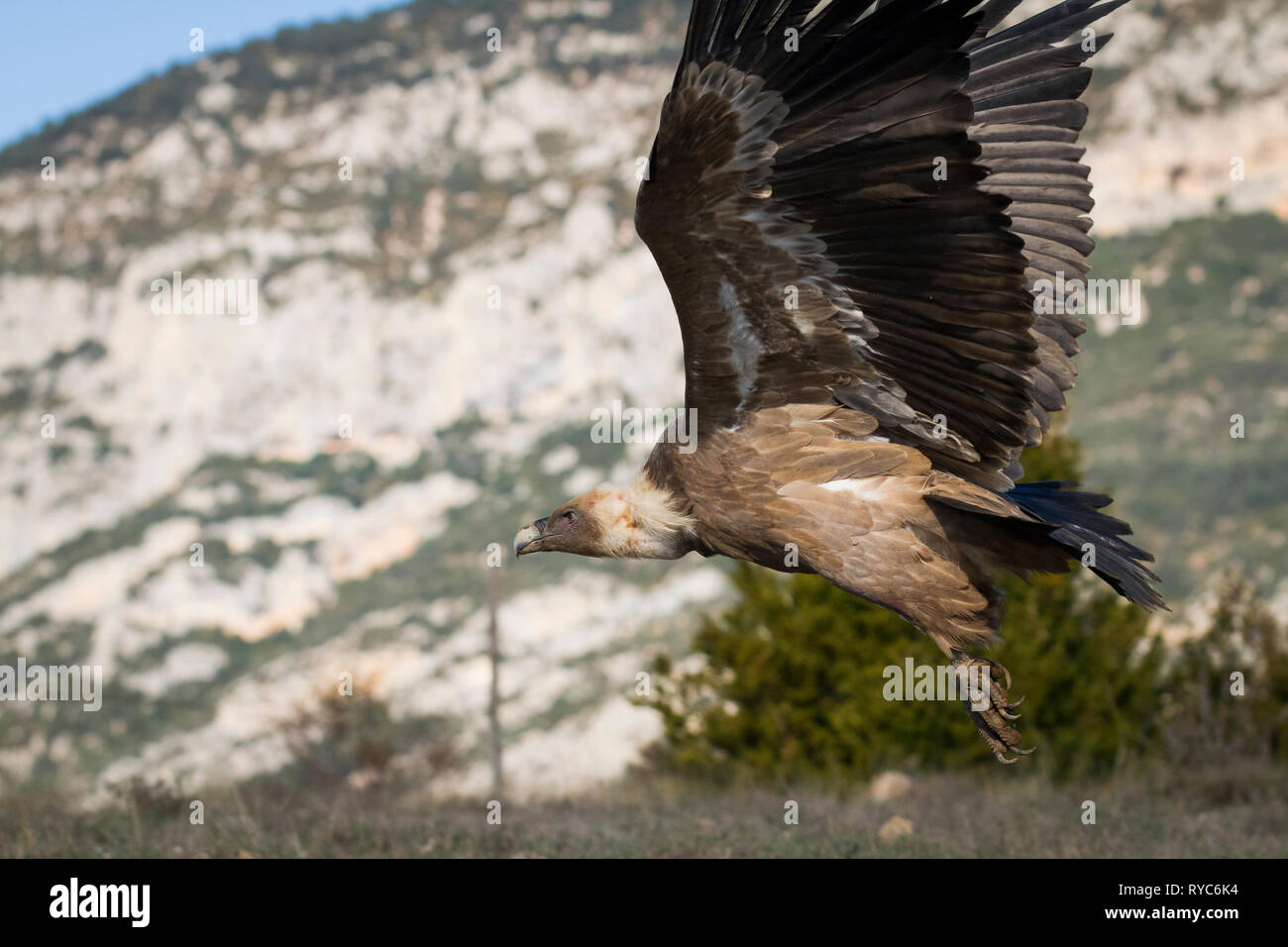 Griffon Vulture (Gyps fulvus) taking off. Lleida province. Catalonia. Spain. Stock Photo