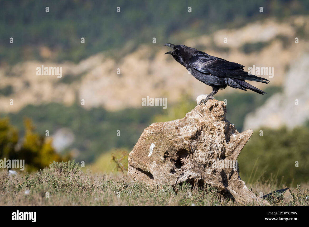 Common Raven (Corvus corax) adult calling from stump in mountain habitat. Pre-Pyrenees. Lleida province. Catalonia. Spain. Stock Photo