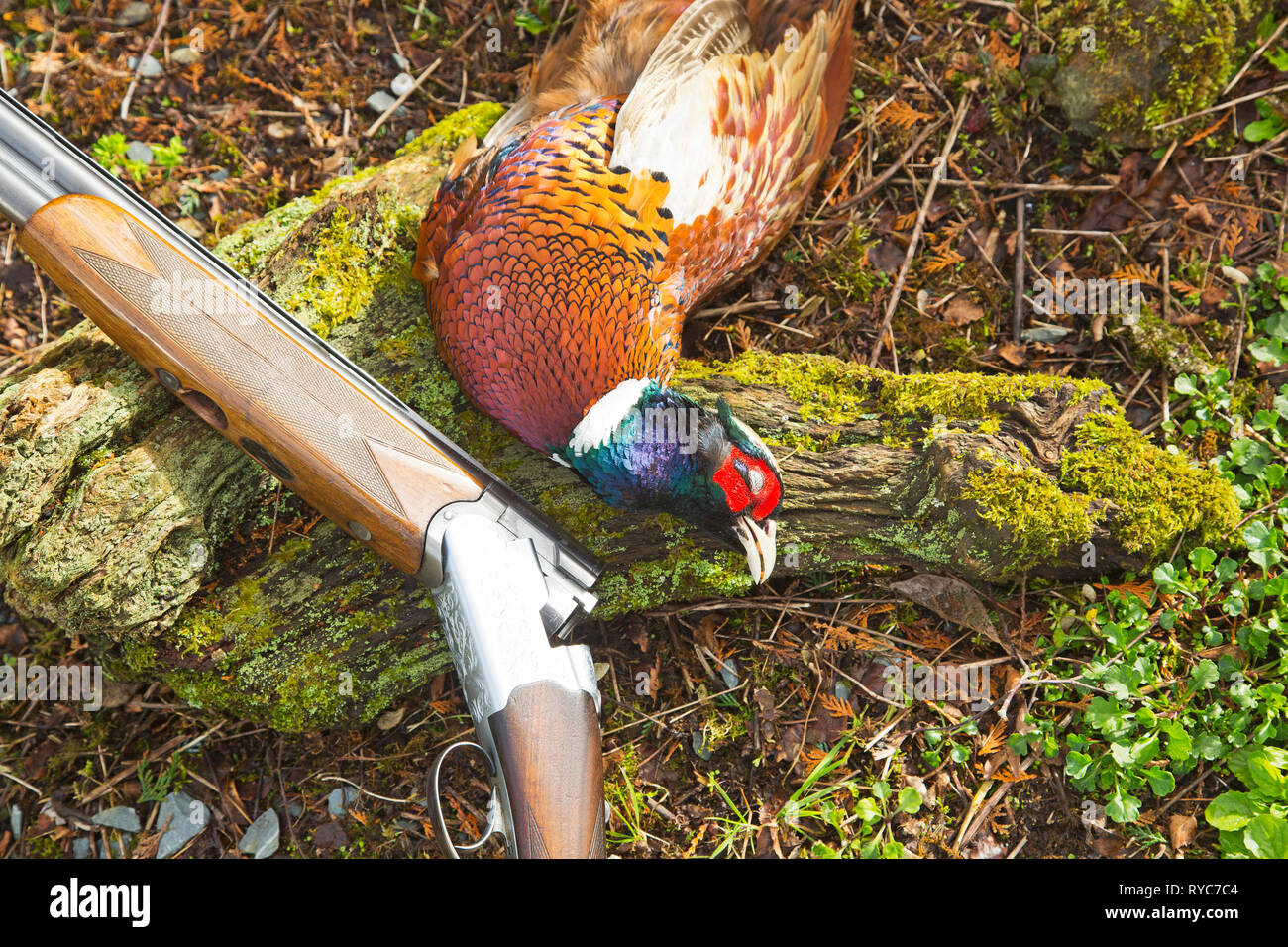 Dead pheasant and shot gun still life Stock Photo