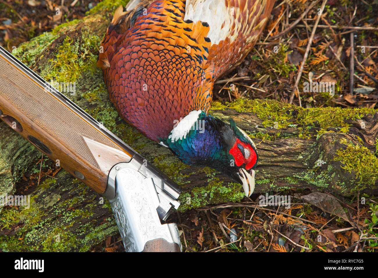 Dead pheasant and shot gun still life Stock Photo