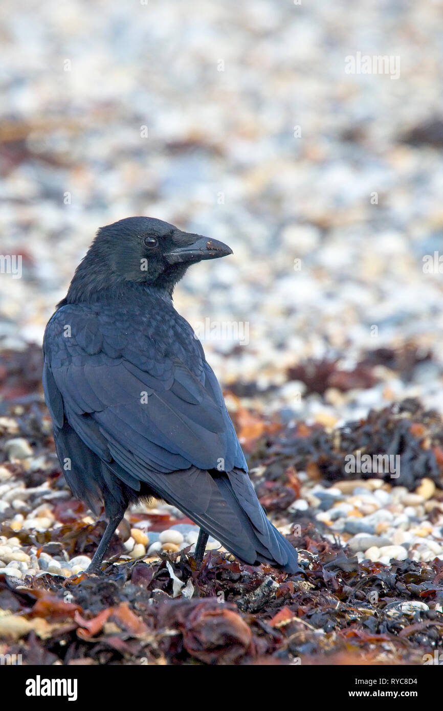 Carrion Crow, (Corvus corone), on the beach at Marazion, Cornwall, England, UK. Stock Photo