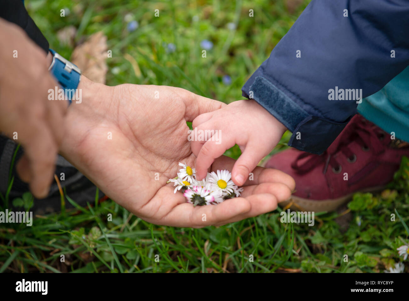Parent and child picking flowers holding daisies in the hand Stock Photo Alamy