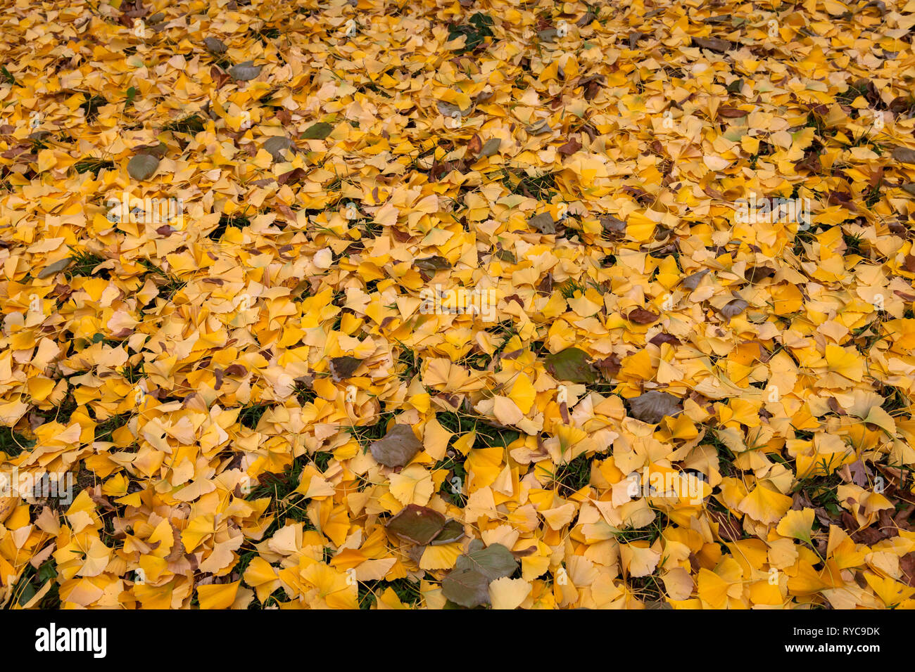 autumn foliage of Ginkgo trees, Germany.  Herbstlaub von Ginkgo Baeumen, Deutschland. Stock Photo