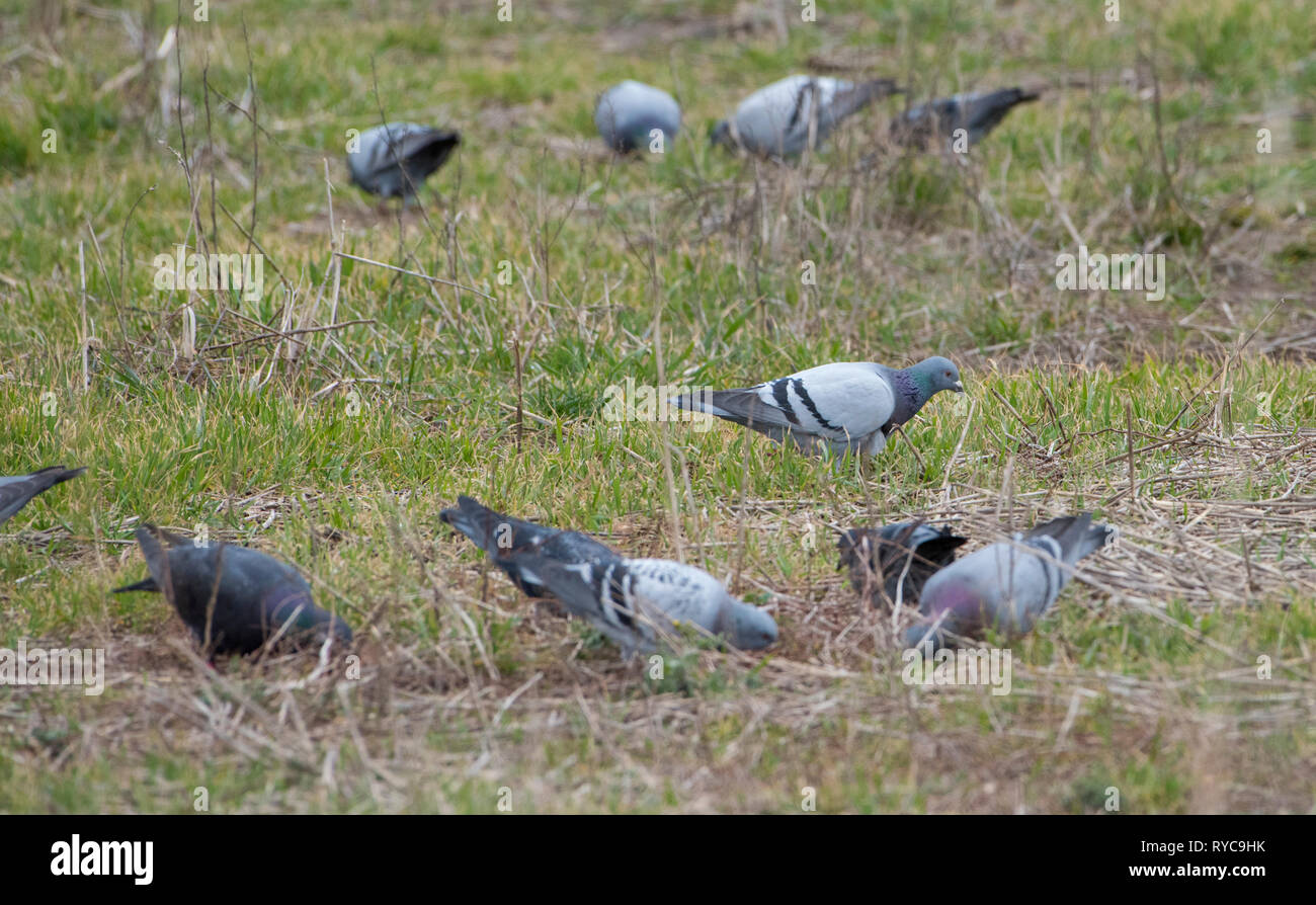 Pigeons feeding in a stubble field, Alnwick, Northumberland, UK. Stock Photo
