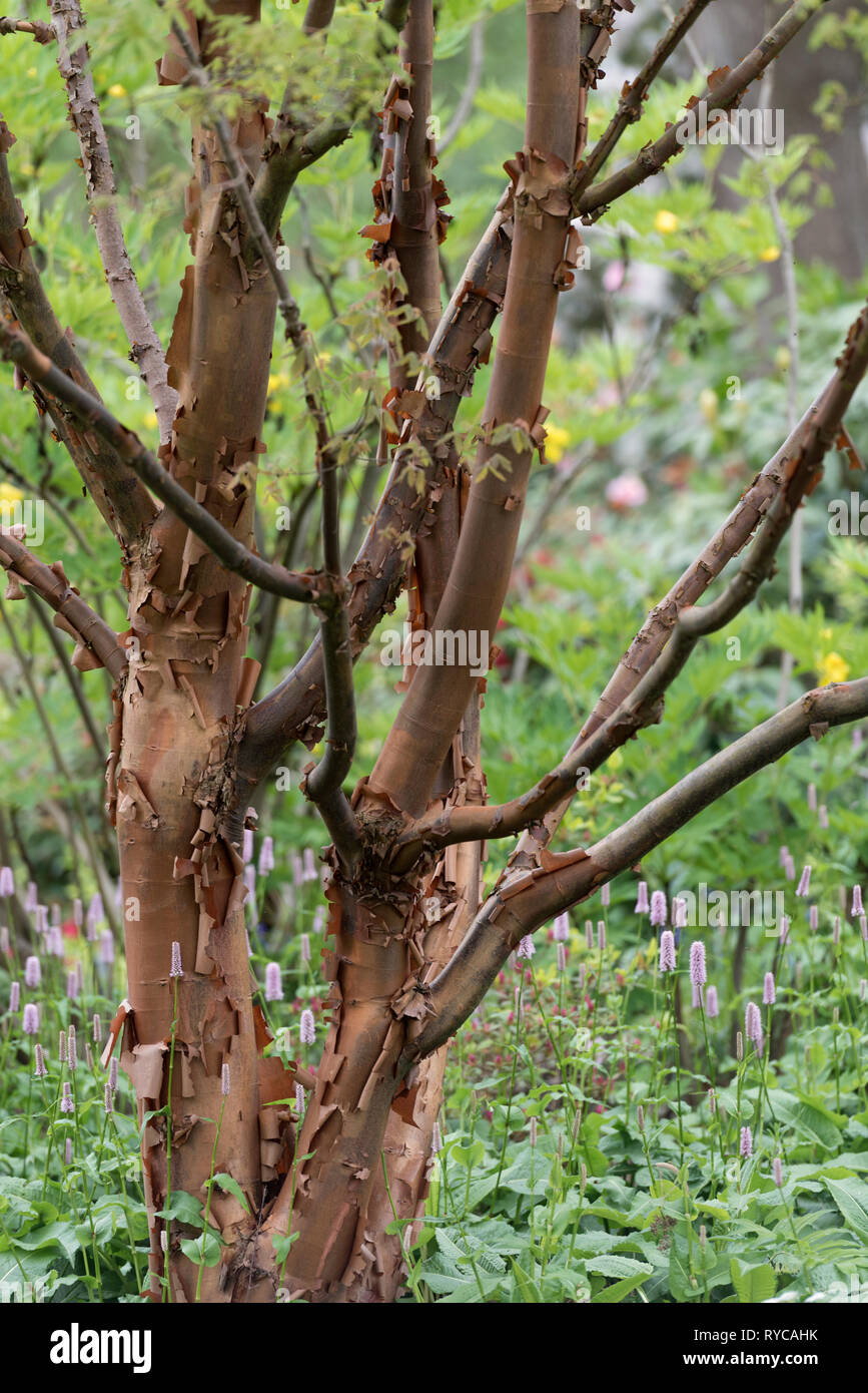 ACER GRISEUM Stock Photo