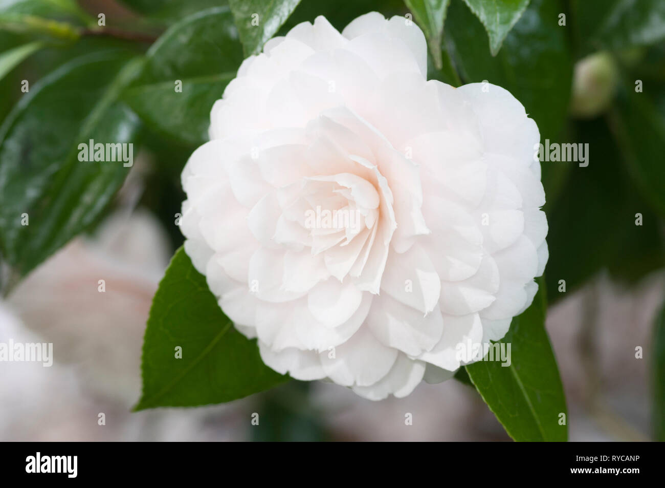 White flower camellia japonica hi-res stock photography and images - Alamy