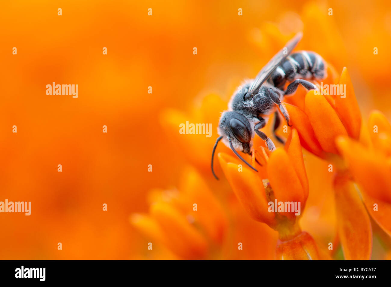 A close up of a  Leaf Cutting Bee walking on a bright orange Butterfly Weed flower. Stock Photo