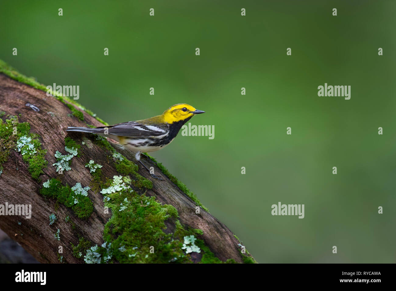 A Black-throated Green Warbler perched on a mossy log with a smooth bright green background. Stock Photo