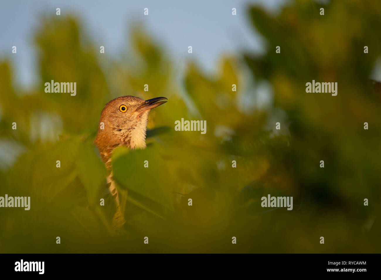 A Brown Thrasher peeks its head out of a green leafy bush in the early morning sun to show off its bright yellow eye. Stock Photo