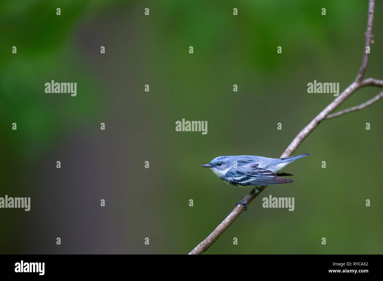 A vibrant blue colored Cerulean Warbler perched on a branch with its wings out in an aggressive posture. Stock Photo