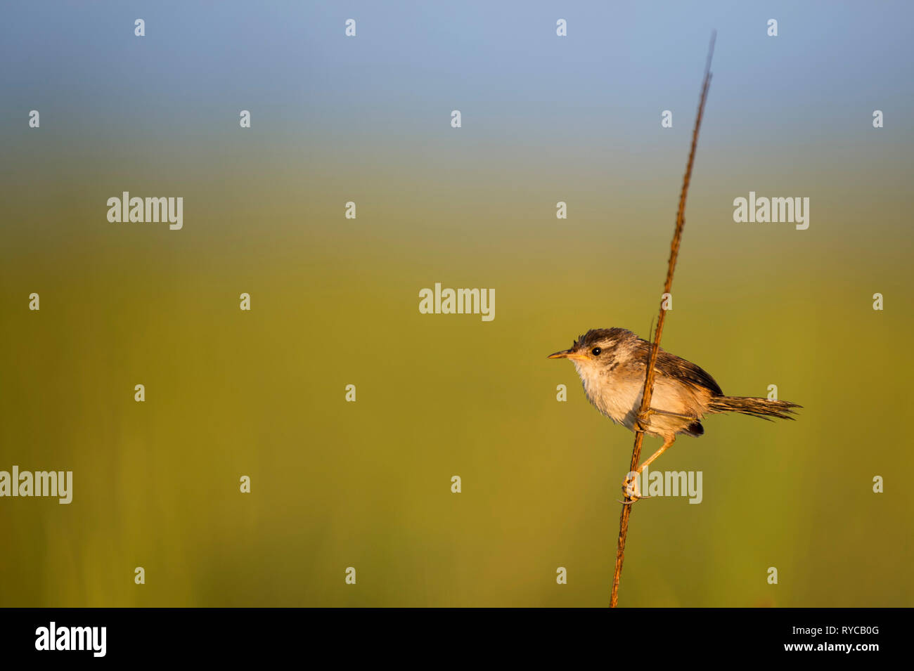 A Marsh Wren perches on some marsh grass in the early morning sun with a smooth green and blue background. Stock Photo