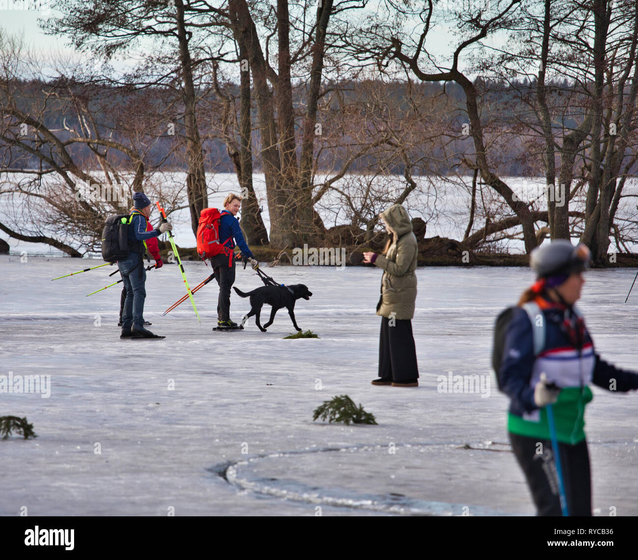 Long distance ice skaters with black Labrador dog during Sigtunarannet Vikingarannet 2019 on Lake Malaren, Sigtuna, Sweden, Scandinavia Stock Photo