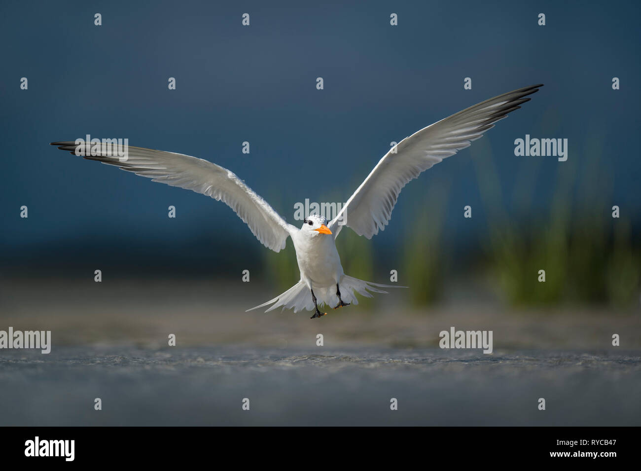A Royal Tern flares its wings right before landing in the clear shallow water in a spotlight of sun with a dark stormy sky background. Stock Photo