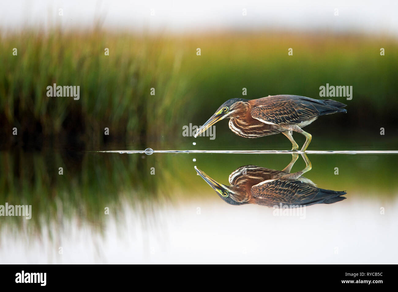 A Green Heron catches a small fish in the very calm and shallow water of a marsh with a near perfect mirror reflection. Stock Photo