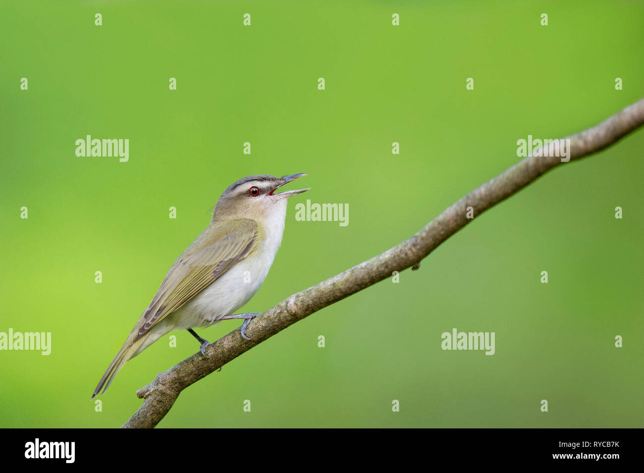 A portrait of a Red-eyed Vireo singing while perched on a branch with a smooth bright green background. Stock Photo