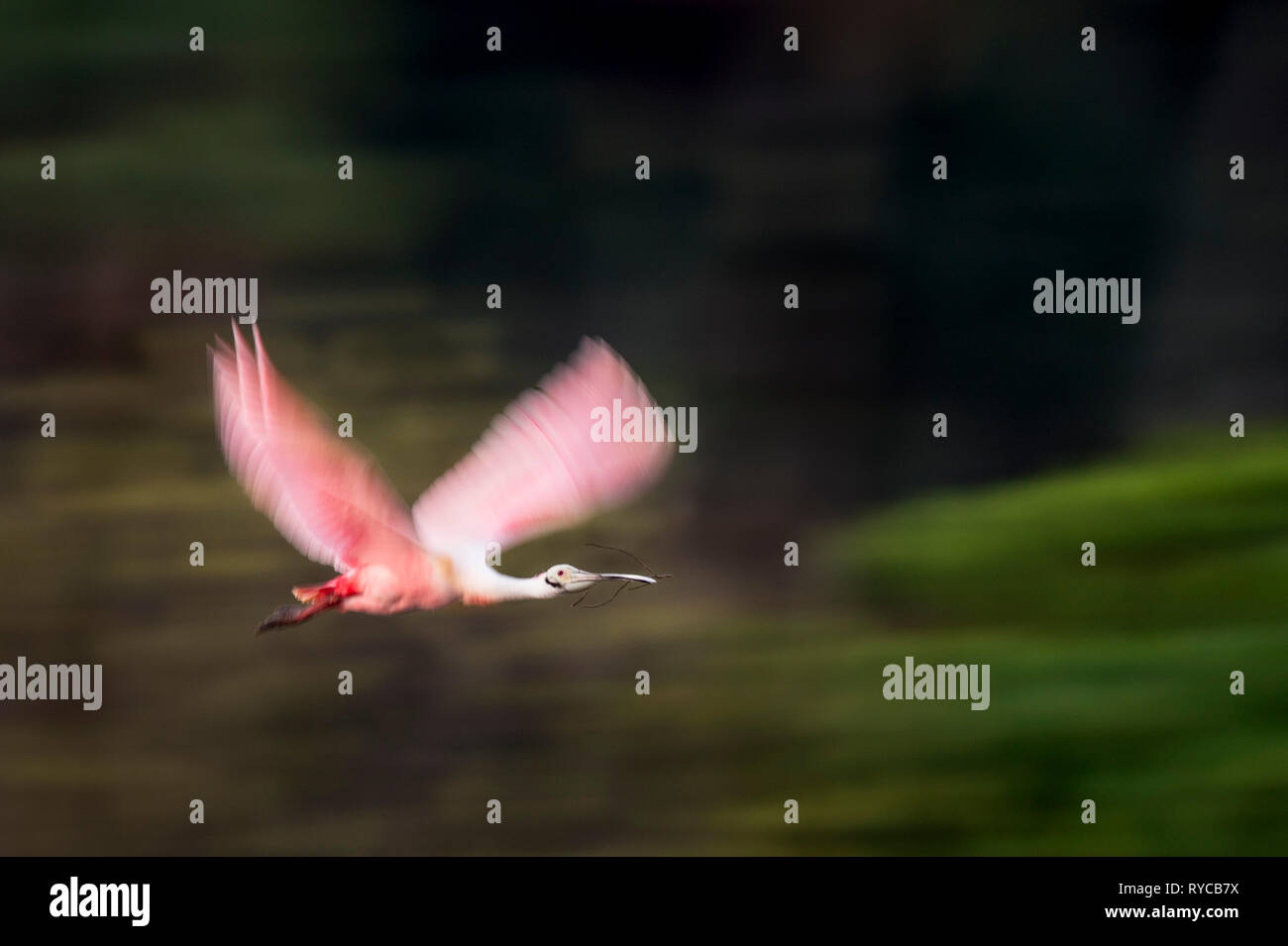 A bright pink Roseate Spoonbill flies with a branch in its beak with ...