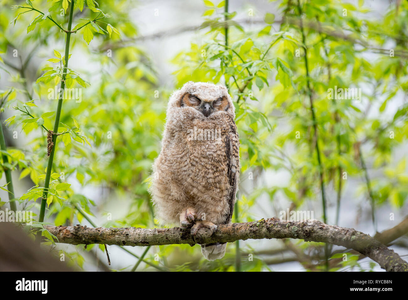A young Great-horned Owlet sleeps on a small branch in the forest of fresh spring growth. Stock Photo