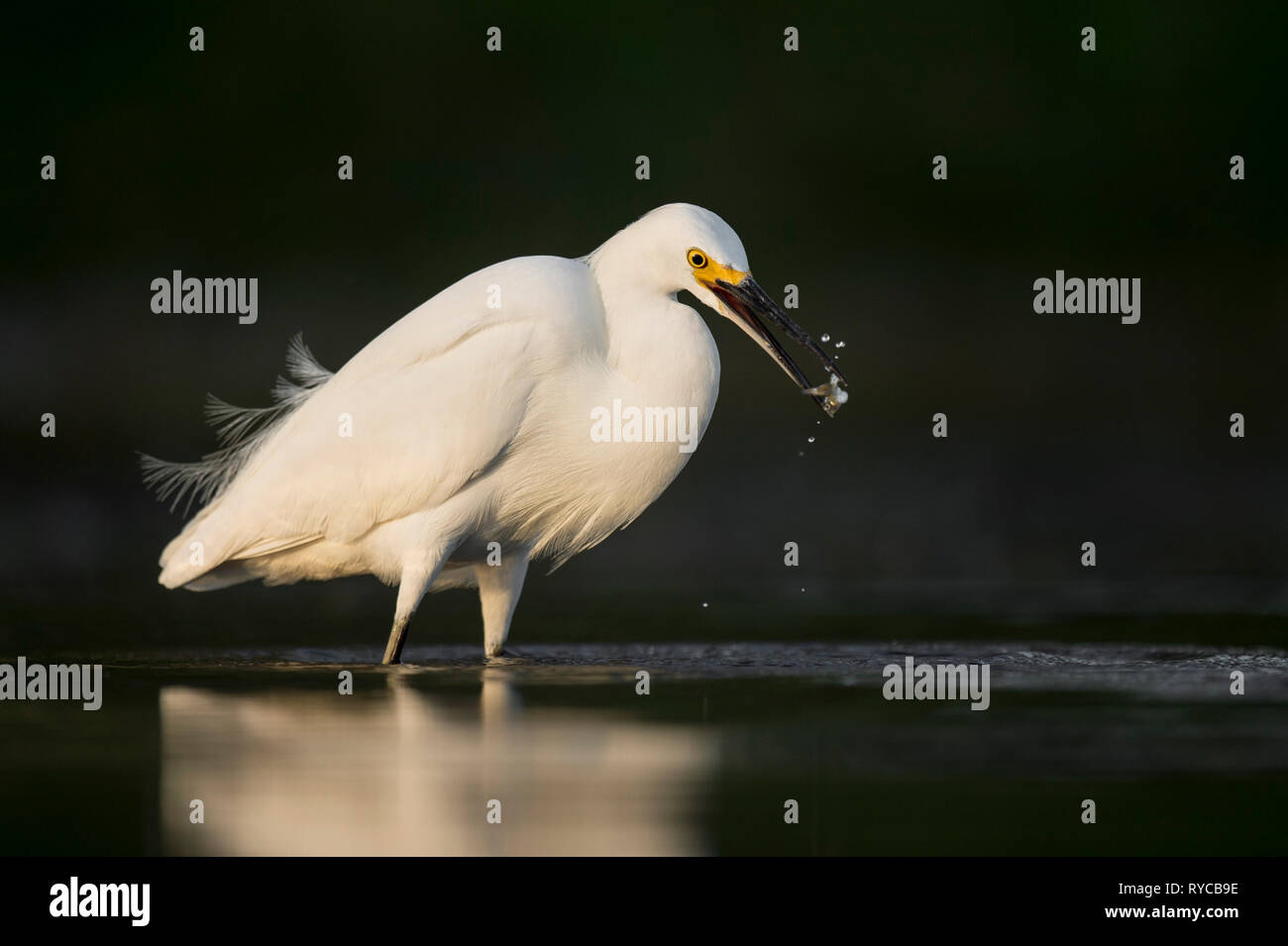 A bright white Snowy Egret catches a small minnow in the golden morning sun with a dark background. Stock Photo