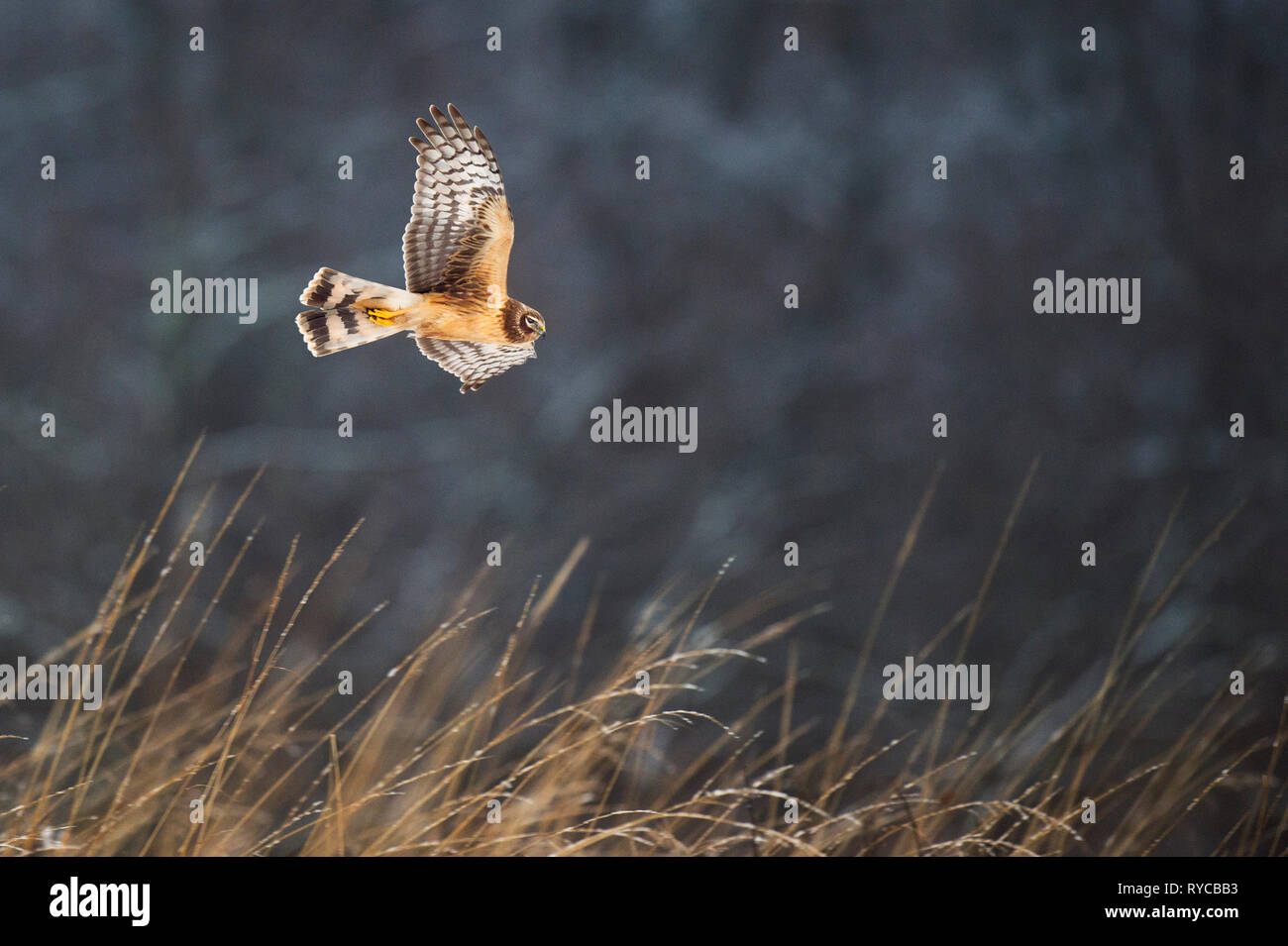A Northern Harrier flies low over the grasses that have small bits of snow clinging to them on an overcast winter day. Stock Photo