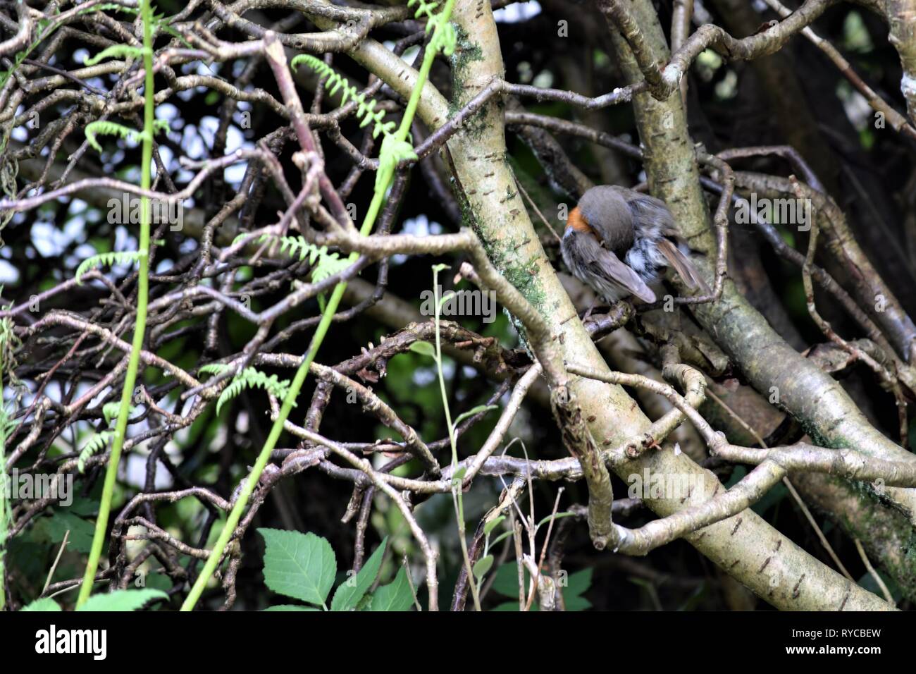 Robin Redbreast, Erithacus Rubecula, sheltering inside a cotoneaster hedge cut to reveal the inner structure of the branches and twigs. Cleaning back. Stock Photo