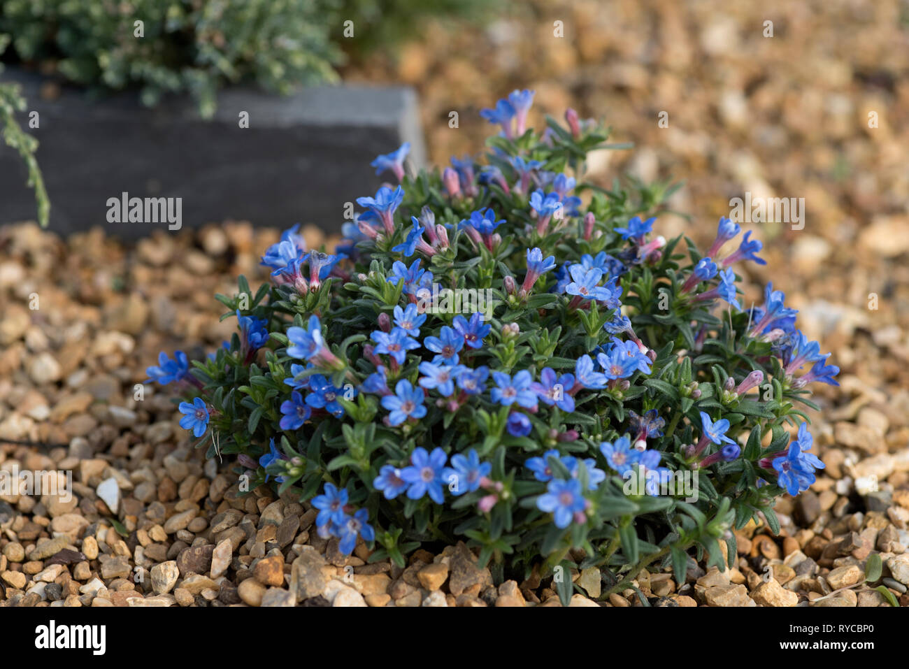 LITHODORA DIFFUSA HEAVENLY BLUE Stock Photo