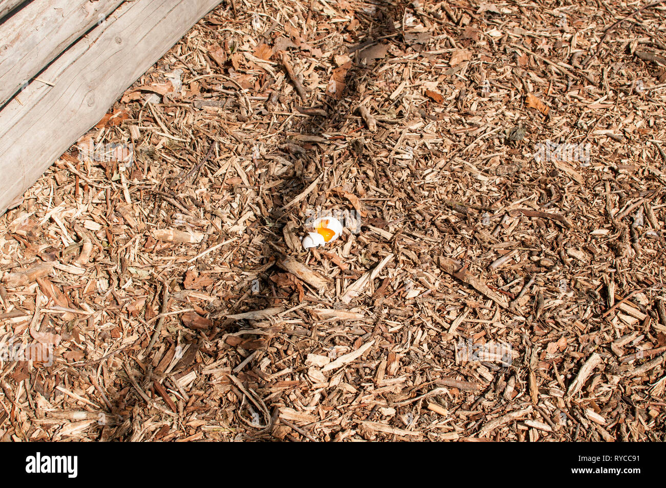 Broken Egg Lies On The Forest Floor Stock Photo 240603581 Alamy