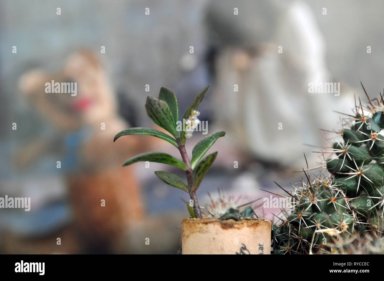 Cimex lectularius eggs in a kalanchoe plant with a teddy bear in the background anda a cactus Stock Photo