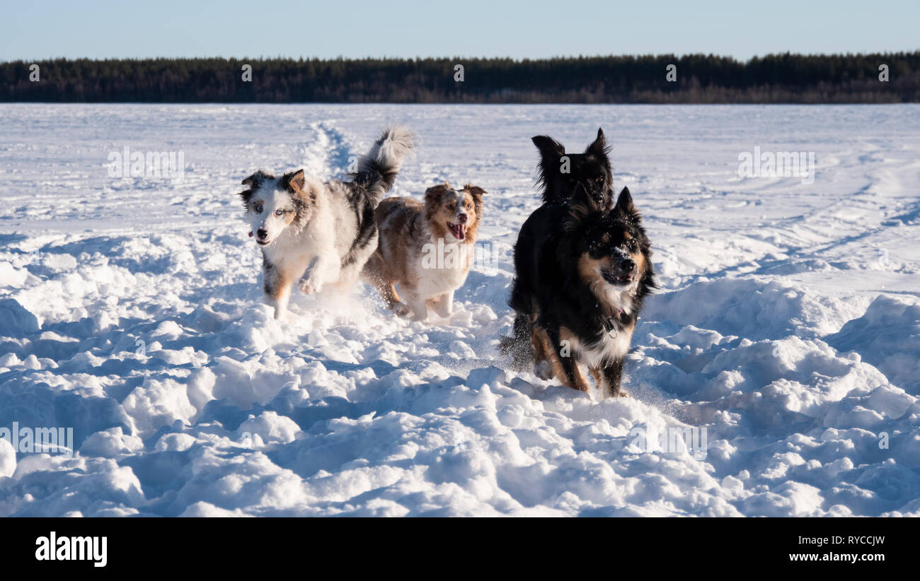 Dog in winter landscape. Stock Photo
