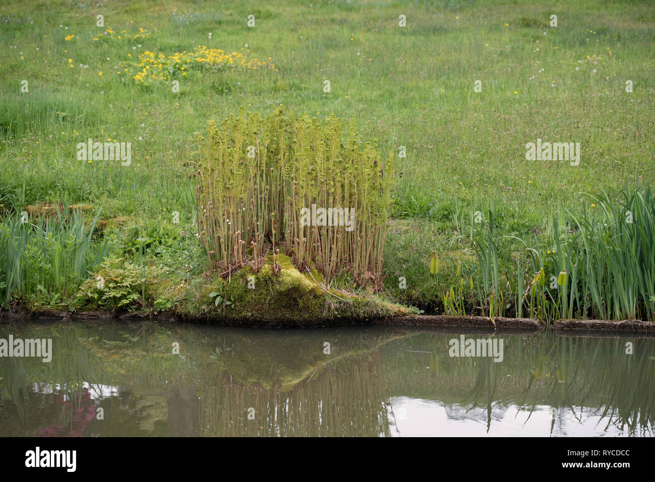 OSMUNDA REGALIS Stock Photo