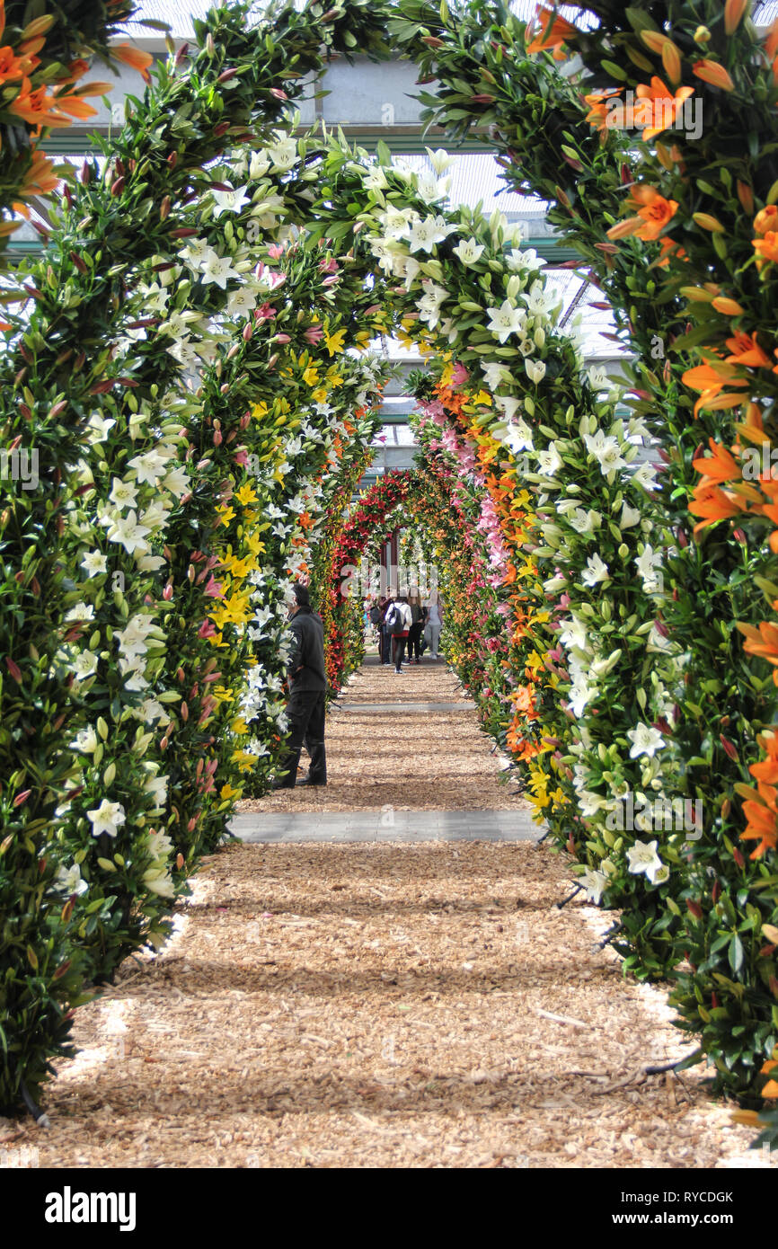 Tourists walking at the end of beautiful arch way of lily flowers in spring time in Keukenhof flower garden Stock Photo